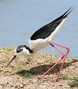 Black-winged Stilt