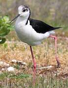 Black-winged Stilt