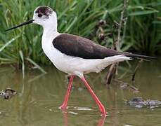 Black-winged Stilt