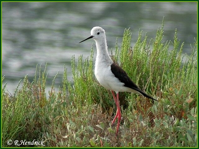 Black-winged Stilt