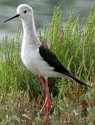 Black-winged Stilt