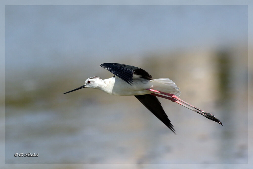 Black-winged Stilt