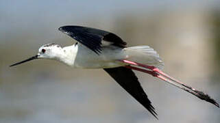 Black-winged Stilt