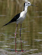 Black-winged Stilt