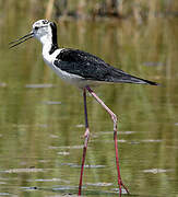 Black-winged Stilt