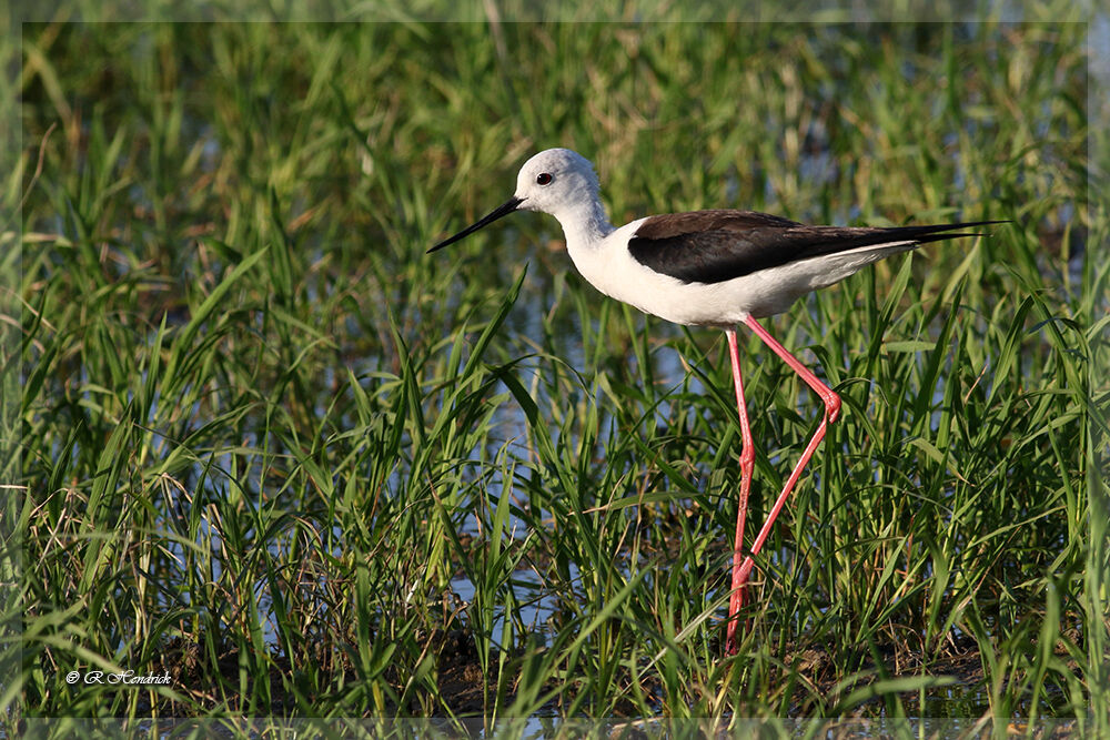 Black-winged Stilt