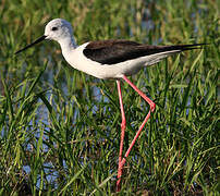 Black-winged Stilt