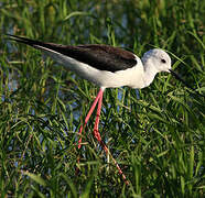 Black-winged Stilt