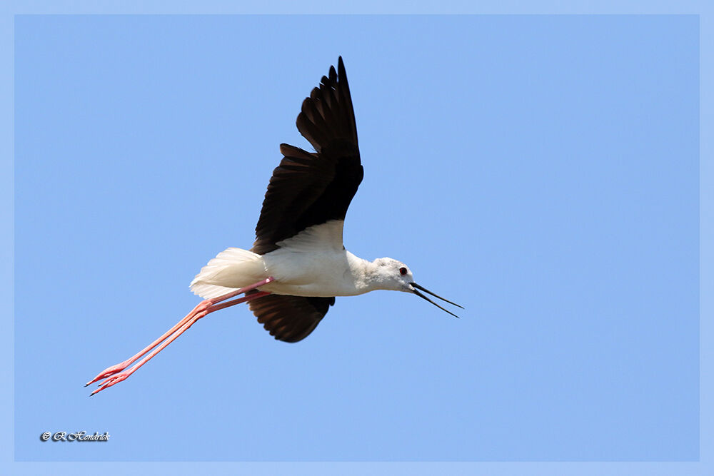 Échasse blanche