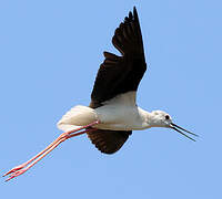 Black-winged Stilt