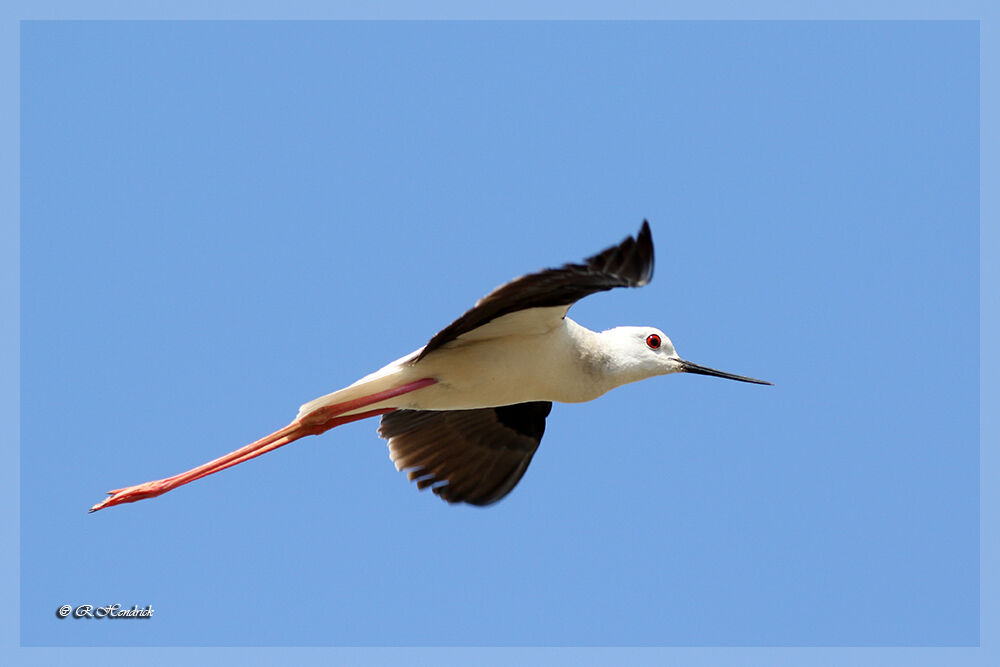 Échasse blanche