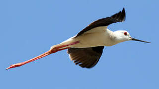 Black-winged Stilt