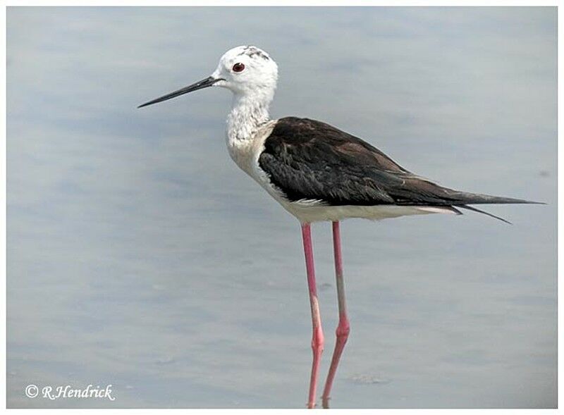 Black-winged Stilt