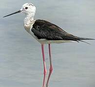 Black-winged Stilt