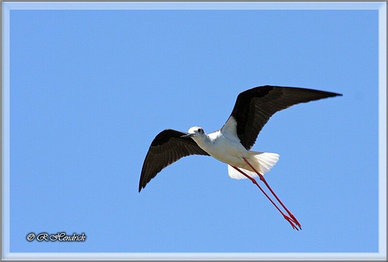 Échasse blanche