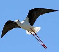 Black-winged Stilt