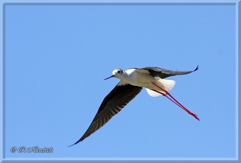 Échasse blanche