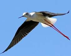 Black-winged Stilt