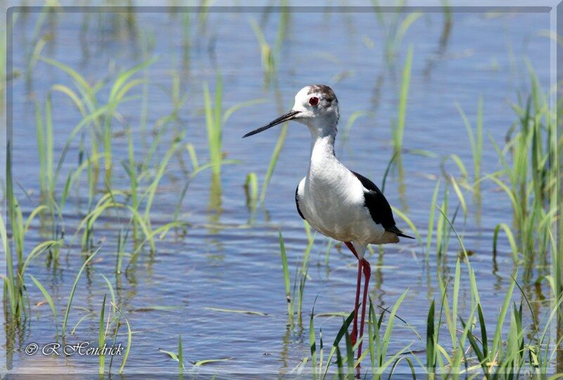 Black-winged Stilt