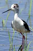 Black-winged Stilt