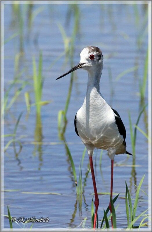 Black-winged Stilt