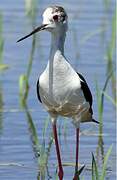 Black-winged Stilt