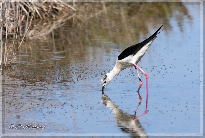 Black-winged Stilt