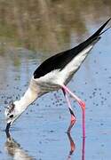 Black-winged Stilt