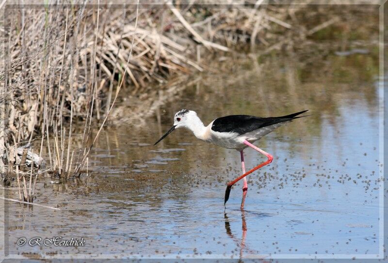 Black-winged Stilt