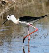 Black-winged Stilt