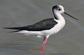 Black-winged Stilt