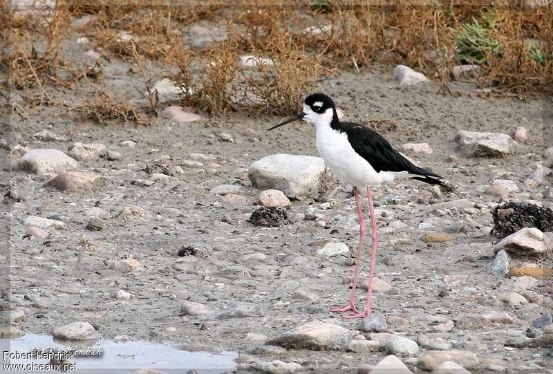 Black-necked Stiltadult, habitat, pigmentation