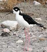 Black-necked Stilt