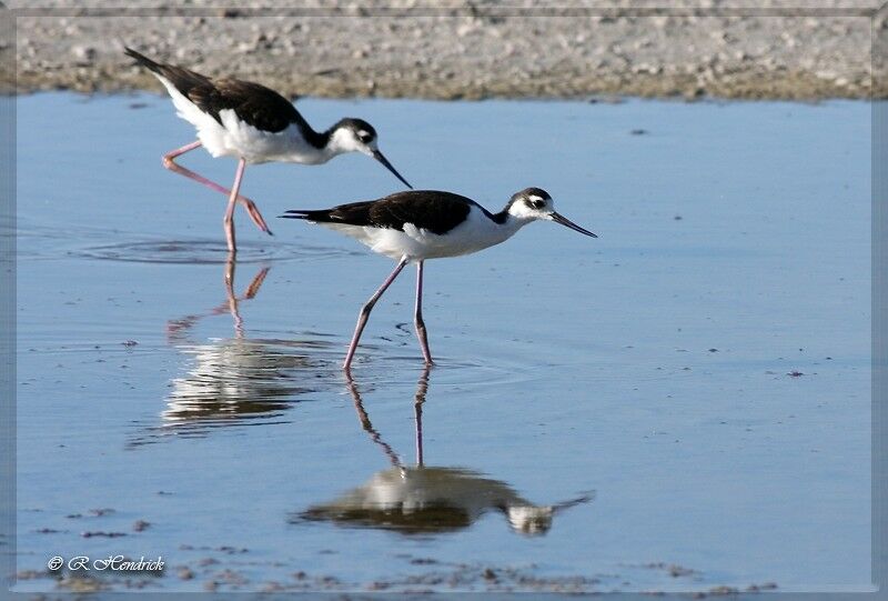 Black-necked Stilt