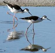 Black-necked Stilt