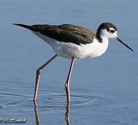 Black-necked Stilt