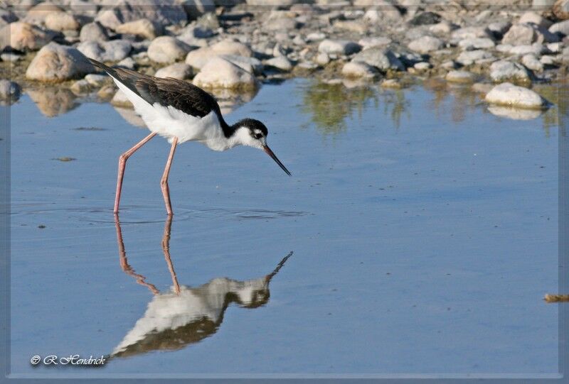 Black-necked Stilt