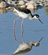 Black-necked Stilt