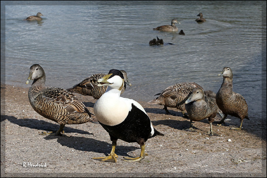 Eider à duvet