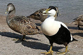 Eider à duvet