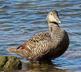 Eider à duvet