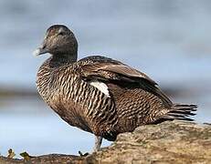 Eider à duvet