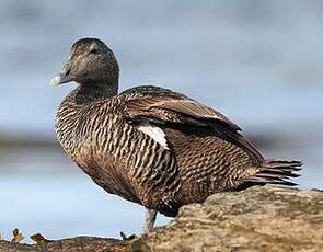Eider à duvet