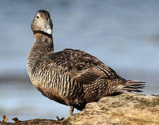 Eider à duvet