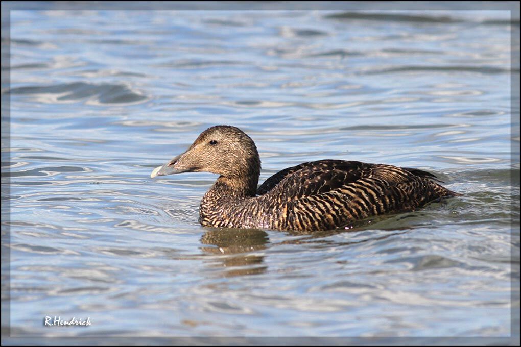 Eider à duvet