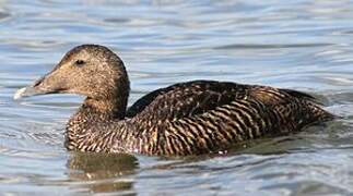 Common Eider