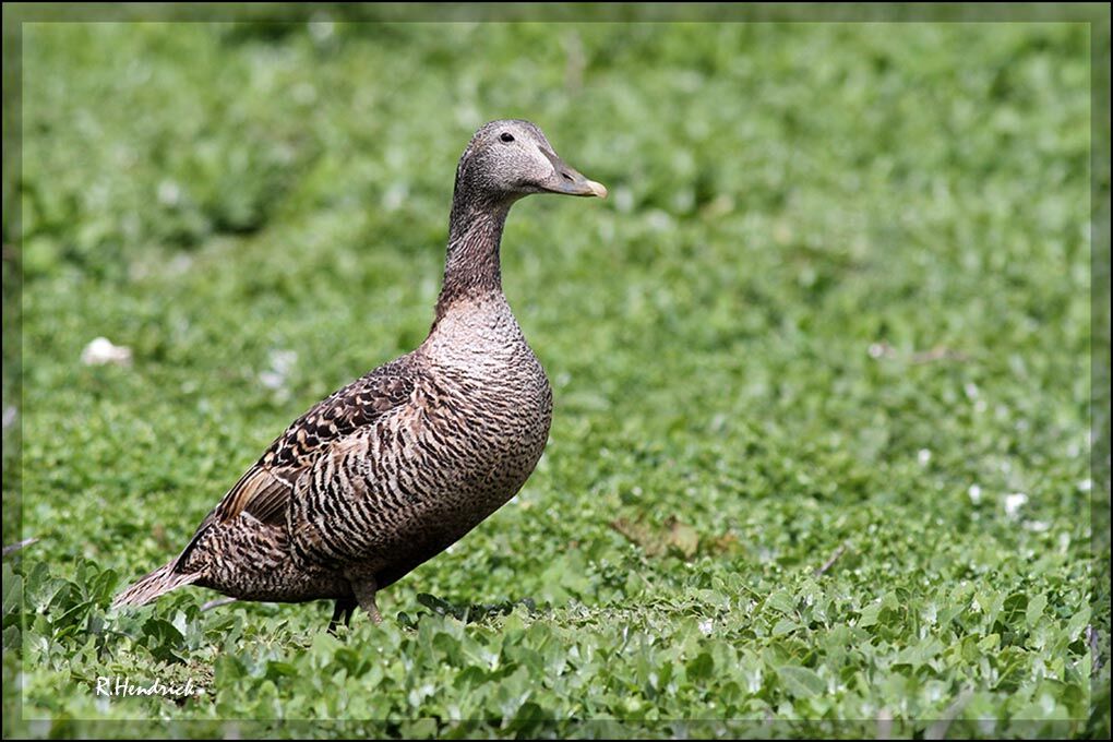 Common Eider