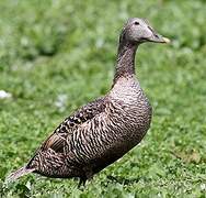 Common Eider