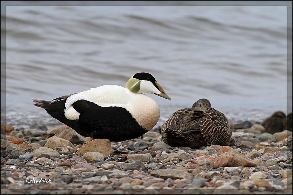 Common Eider