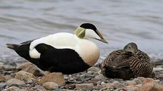 Common Eider